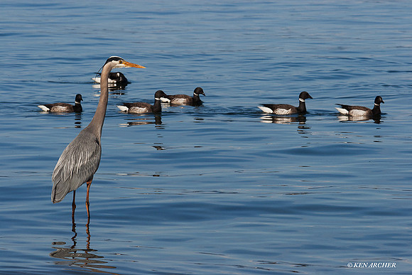 GBH00023 Great Blue Heron