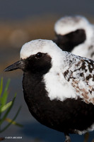 BBP00157 Black-bellied Plover