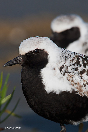 BBP00157 Black-bellied Plover