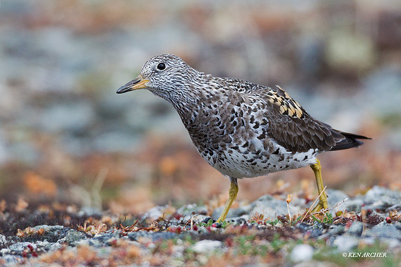 Sharp-tailed Sandpiper
