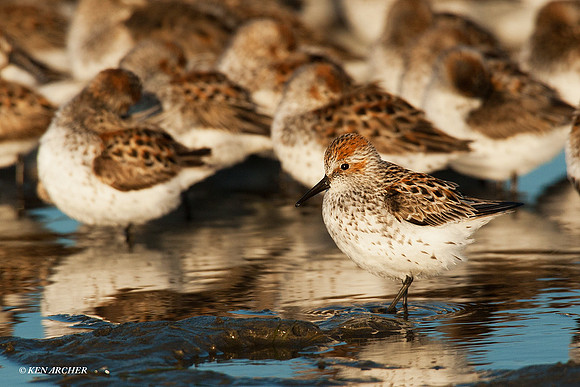 WS00060 Western Sandpiper