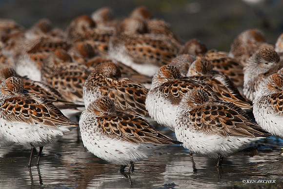 WS00013 Western Sandpiper