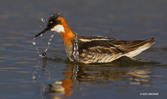 NMRP00164 Red-necked Phalarope