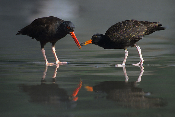 BKOC347739 Black Oyster Catchers
