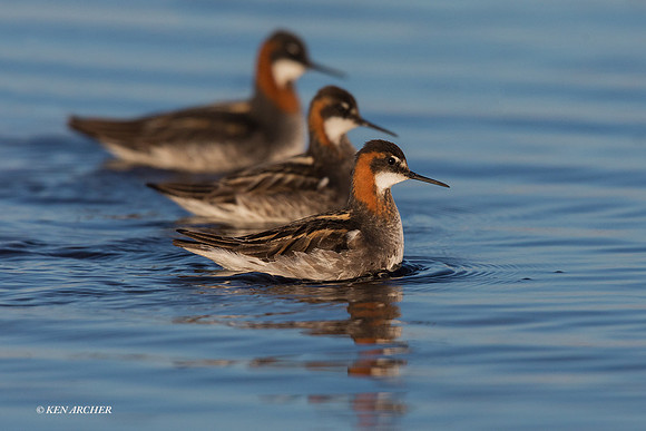 NMRP00761 - Red-necked Phalarope