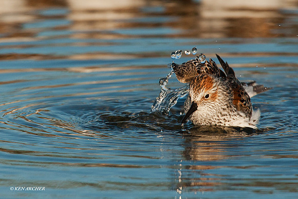 WS00041 Western Sandpiper