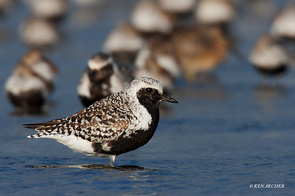 BBP00080 Black-bellied Plover