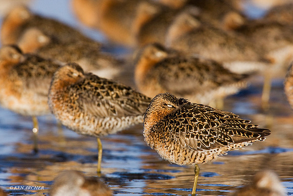 LD00104 Long-billed Dowitcher