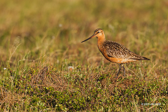 NMBG00003 - Bar-tailed Godwit