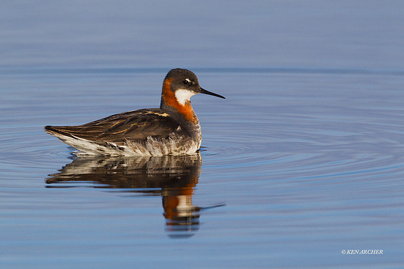 NMRP00526 Red-necked Phalarope