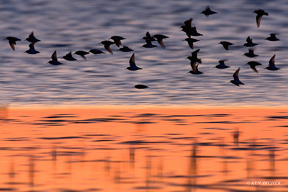 SBV00300 Spring Shorebird Migration