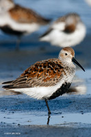 DN00151 Dunlin