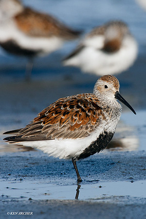 DN00151 Dunlin