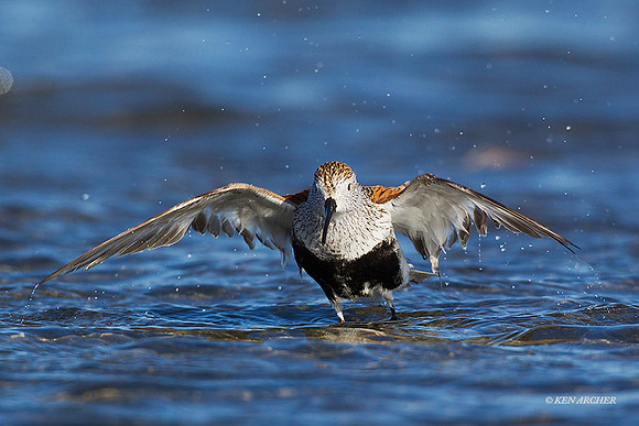 DN00315 - Dunlin