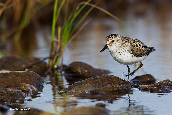 NMSS00003 Semipalmated Sandpiper