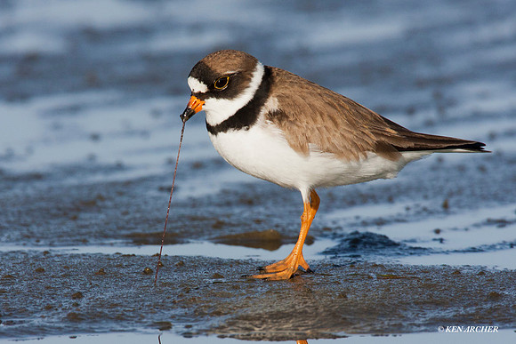 SP00109 Semipalmated Plover