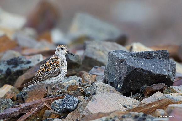 NMRS00047 Rock Sandpiper