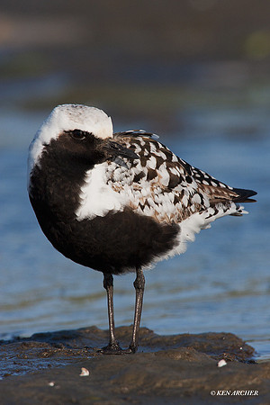 BBP00120 Black-bellied Plover