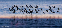 RDKT00084 Red Knot