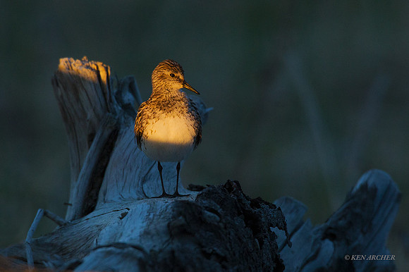 NMSS00056 - Semipalmated Sandpiper