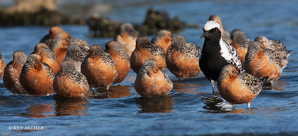 RDKT00079 Red Knot