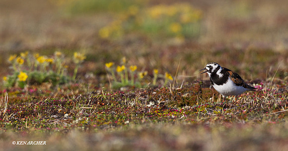 NMRT00291 Ruddy Turnstone