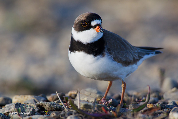 NMSP00037 Semipalmated Plover