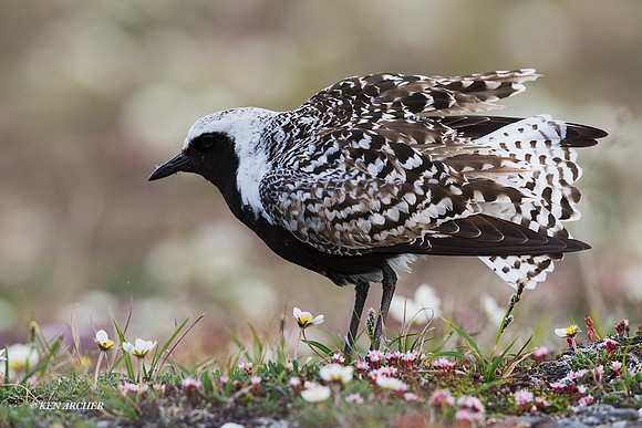 NMBP00432 - Black-bellied Plover