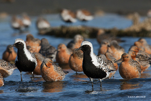 BBP00234 Black-bellied Plover
