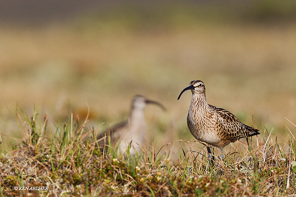 BTCW00105 - Bristled-thighed Curlew