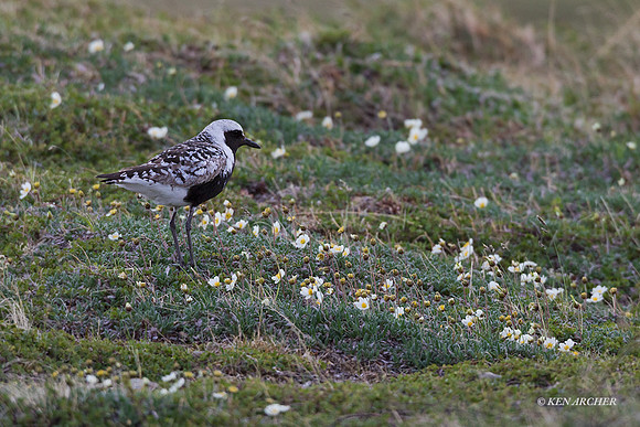 NMBP00206 - Black-bellied Plover