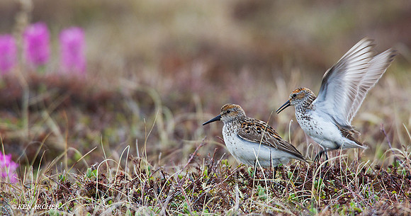 NMWS00003 Western Sandpiper