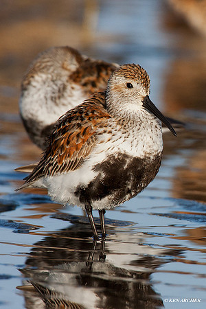 DN00140 Dunlin