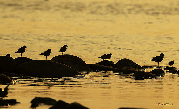 CHSB00016 - Shorebirds