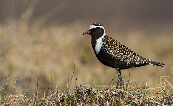AMGP01451 - American Golden Plover