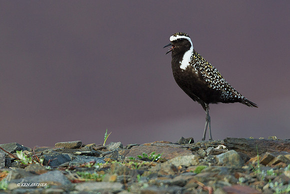 AMGP00101 American Golden Plover