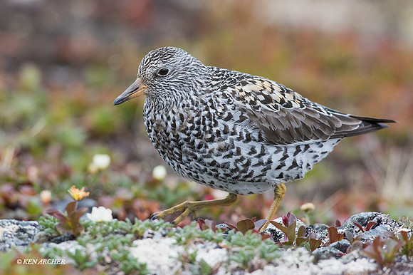 NMSB00117 - Surfbird