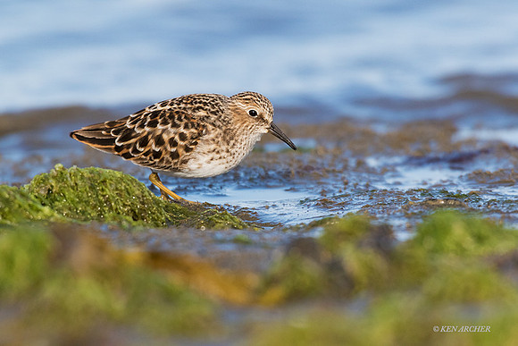 LS00050 - Least Sandpiper