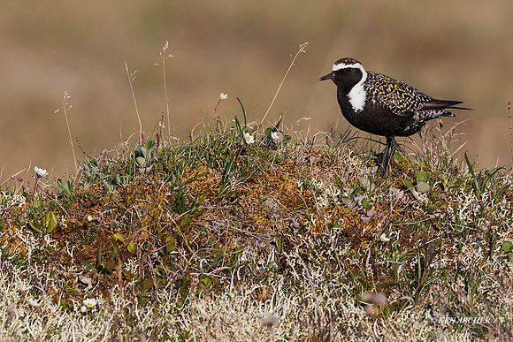 AMGP01477 - American Golden Plover