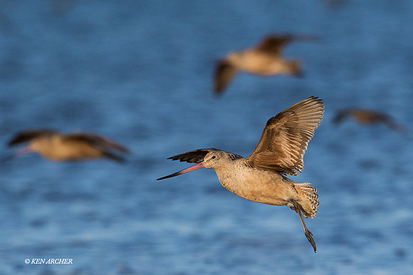 MG00249 - Marbled Godwit