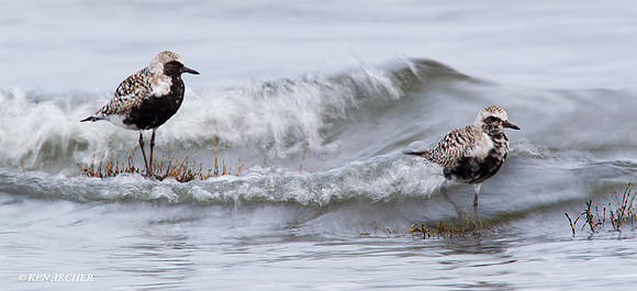 BBP00276 Black-bellied Plover