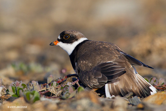 NMSP00063 Semipalmated Plover