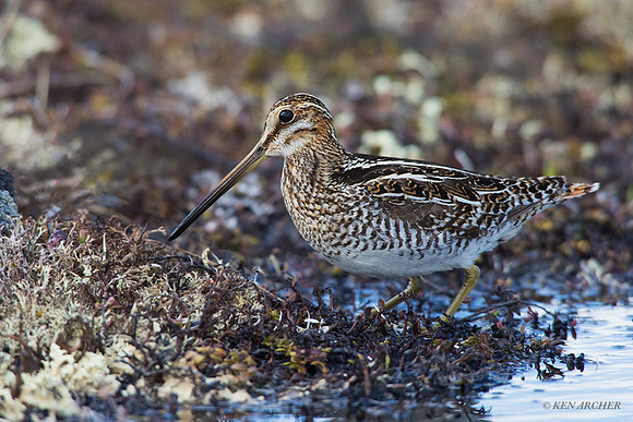 NMSE00035 - Common Snipe