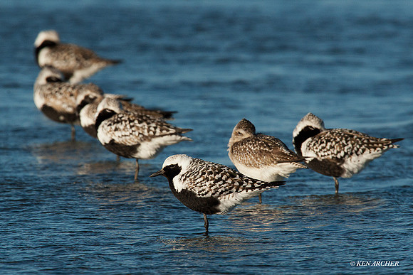 BBP00064 Black-bellied Plover