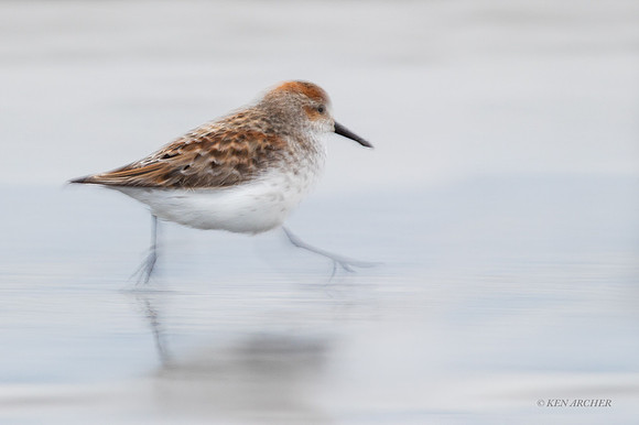 WS00798 - Western Sandpiper