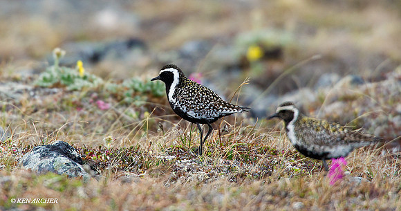 NMGP00020 Pacific Golden Plover