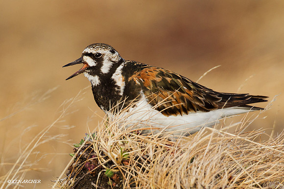 NMRT00246 Ruddy Turnstone