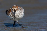 WS00143 Western Sandpiper