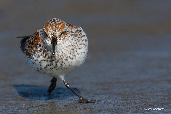 WS00143 Western Sandpiper