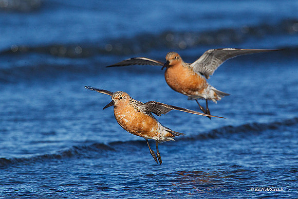 RDKT00160 - Red Knot